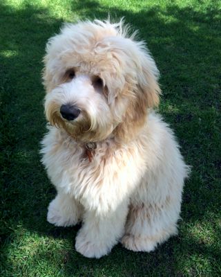 Looking for a Labradoodle Breeder for Richmond, British Columbia