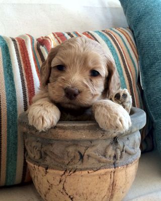 Labradoodle Adoption in Dawson City, Yukon?