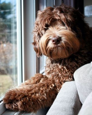 Offering Labradoodle Puppies For Sale in Acadian Peninsula, NB